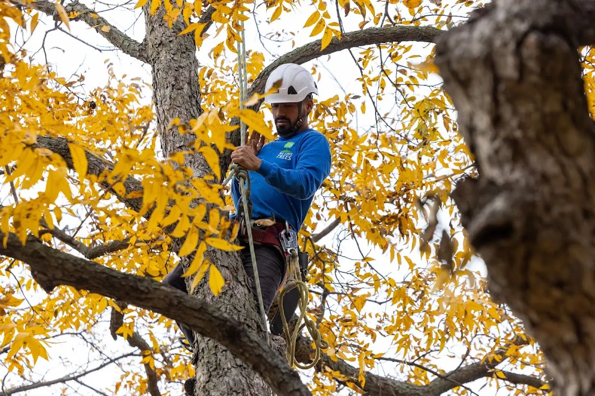 Skilled Tree Planing crew working in Burlington